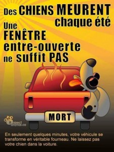 Voiture_chien-ete