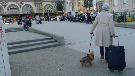 Chien à la gare