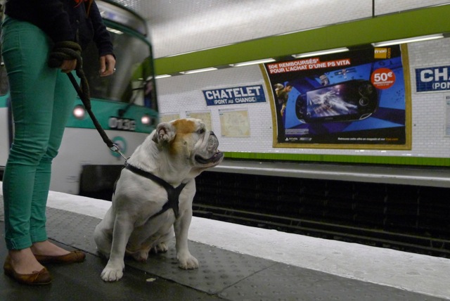 Chien dans le métro