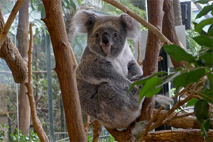 koala