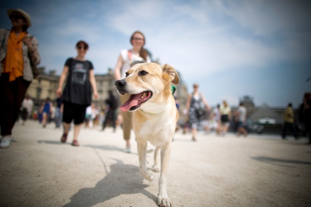 Rassemblement Cani-Citoyen