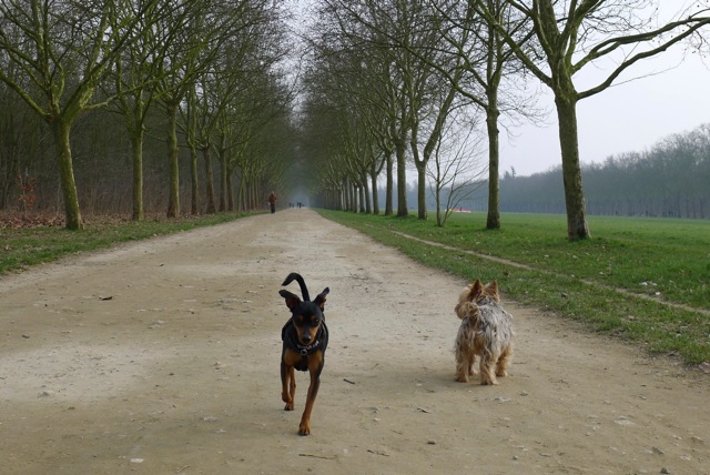 Promenons nous dans les bois