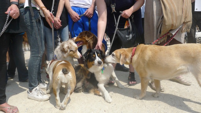 Rassemblement Cani-Citoyen