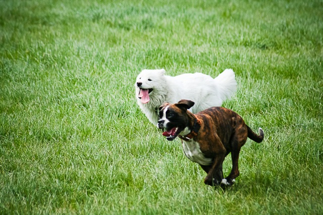 Promenades de chiens par des professionnelle à Vincenne