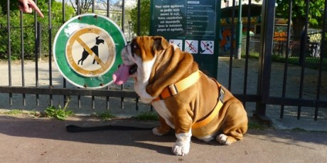 15 juin 2014 : 2me manifestation cani-citoyenne