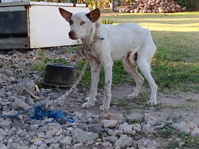 Chien attaché sans eau ni nourriture