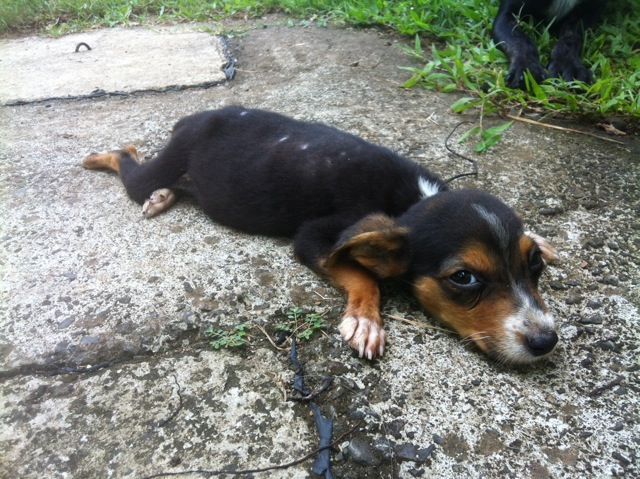 chiot trouvé errant