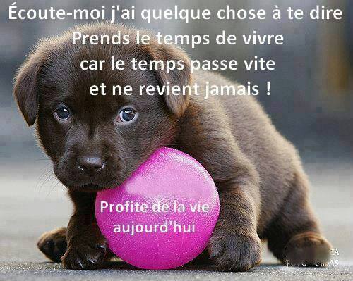 Chiot profite de la vie